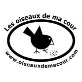 Les oiseaux de ma cour