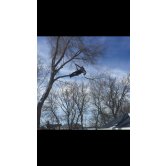 Services d'arbre expert